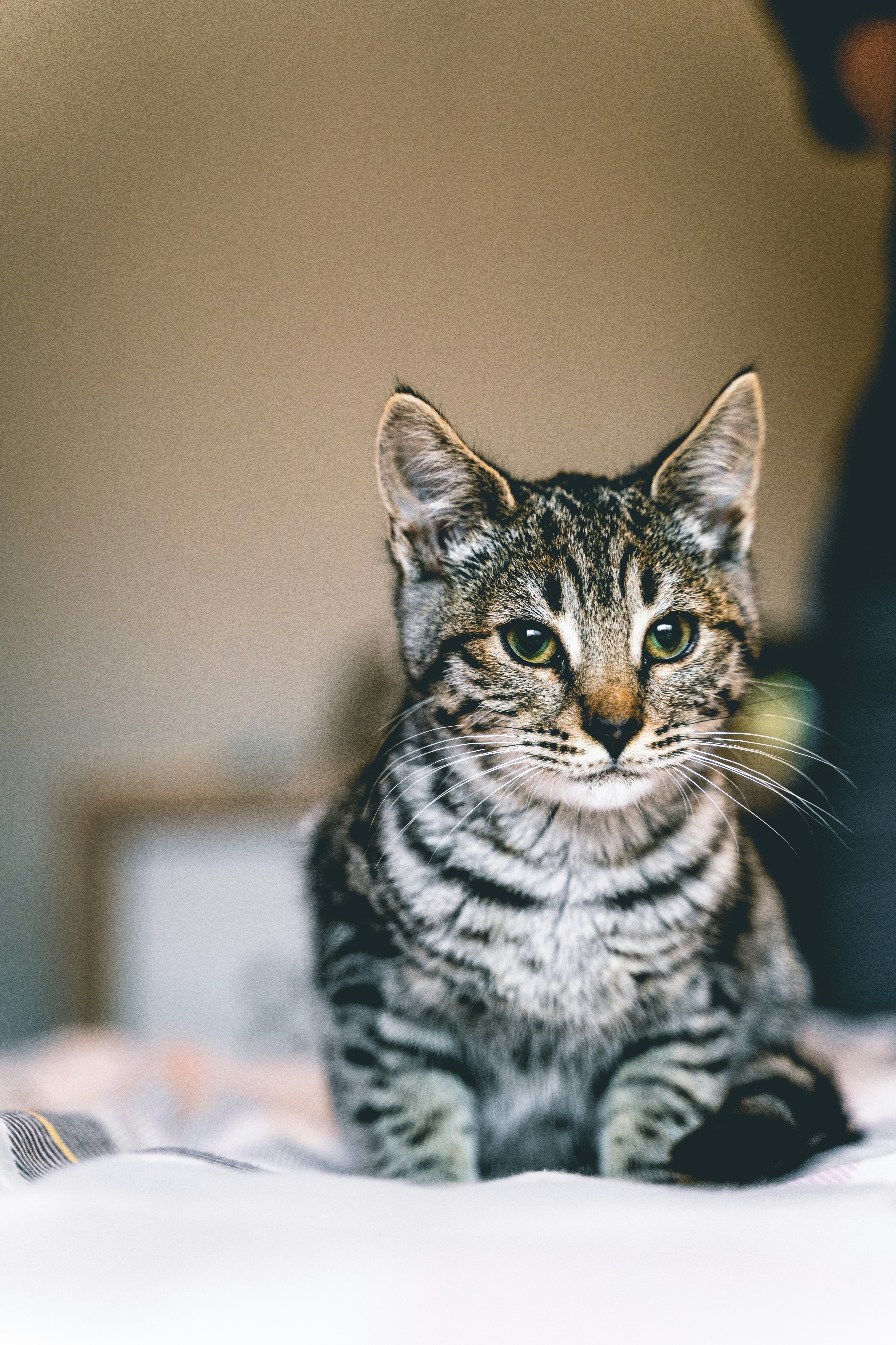 Compact Size and Agile Bodies (image credits: unsplash)