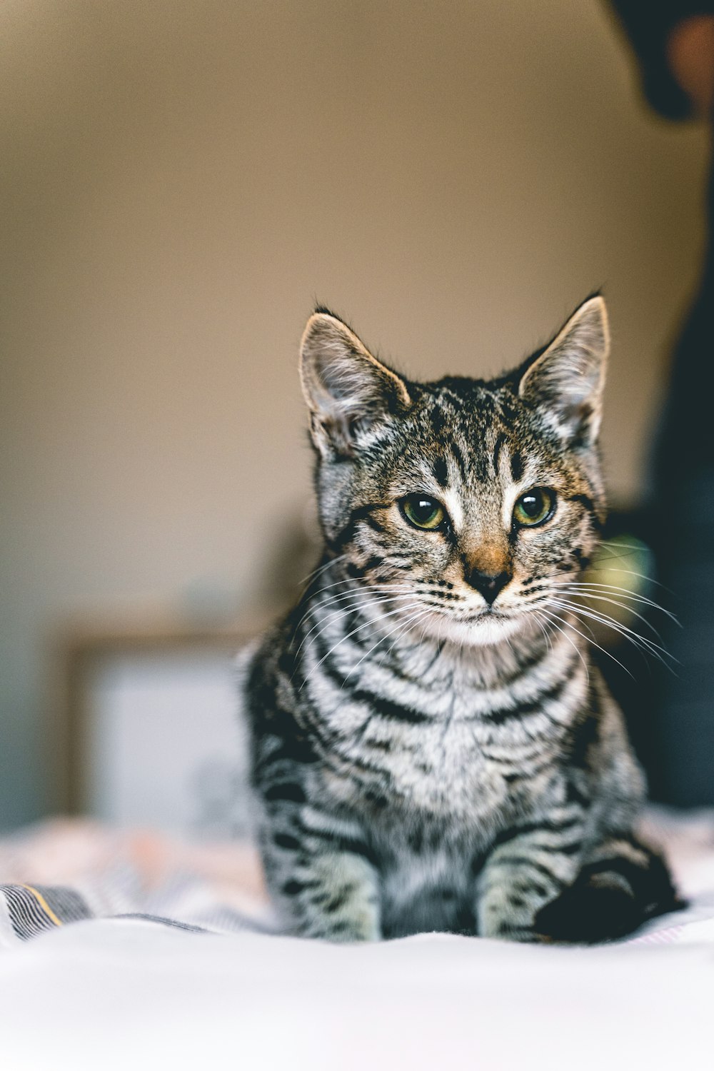 black and white tabby cat