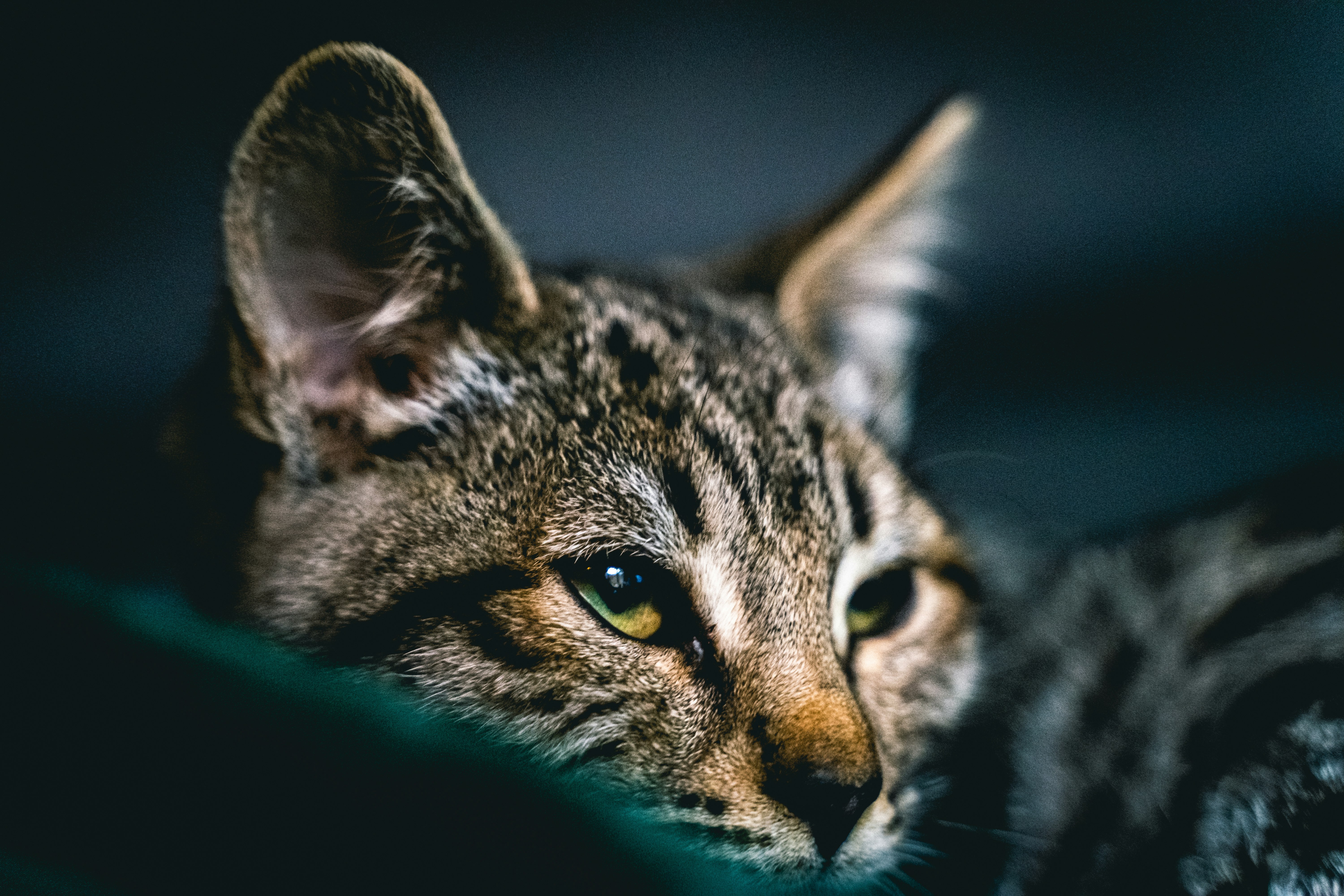 brown tabby cat in blue textile