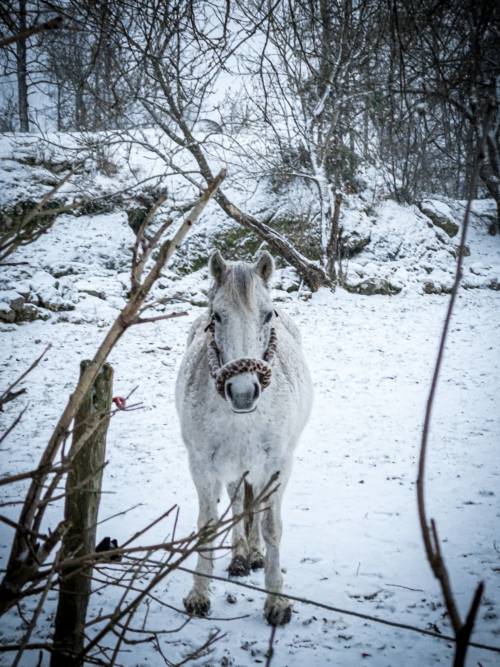 white horse on snow covered ground during daytime