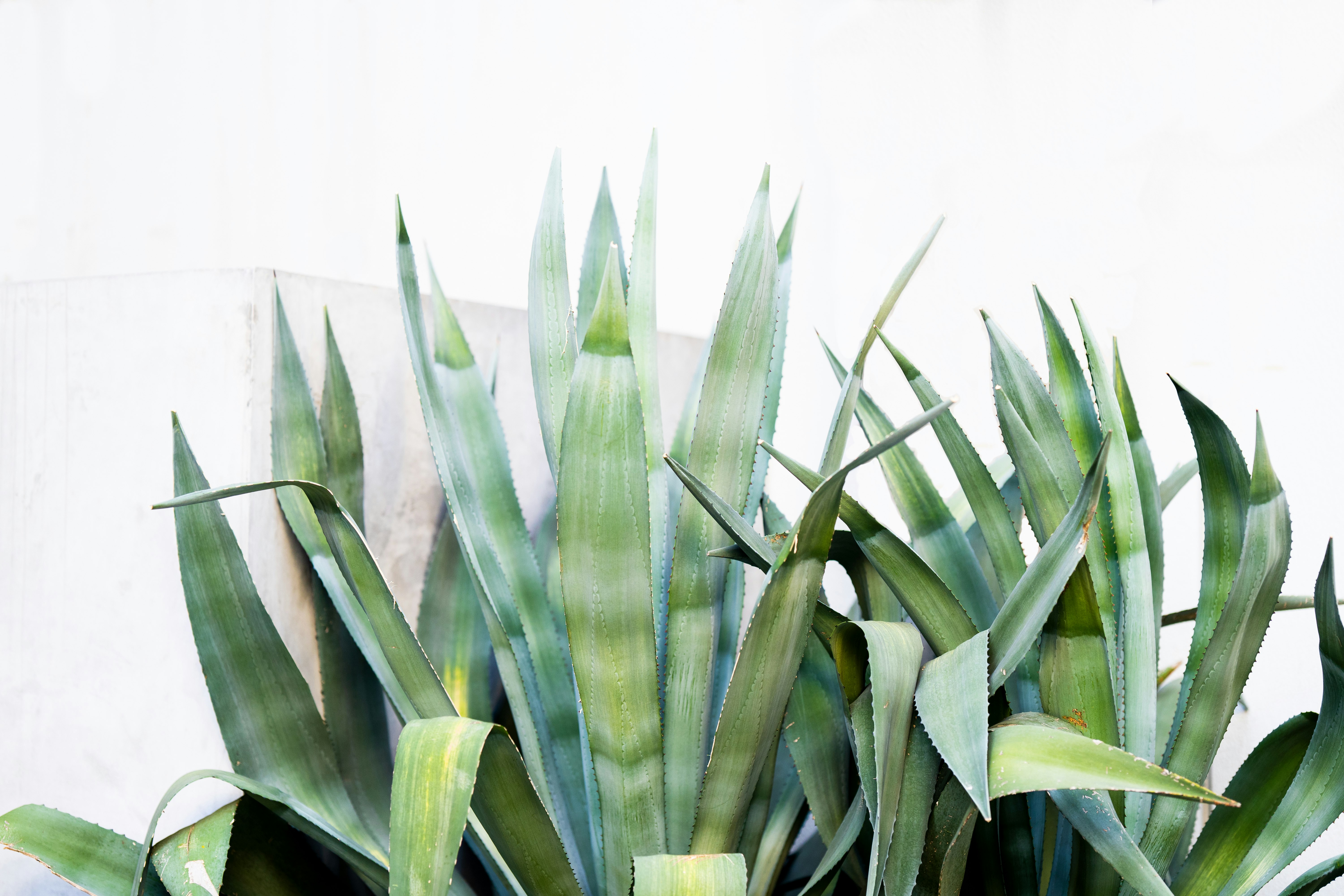 green plant in white pot