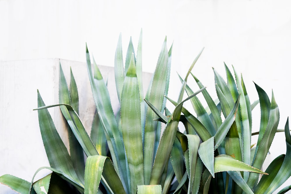 green plant in white pot