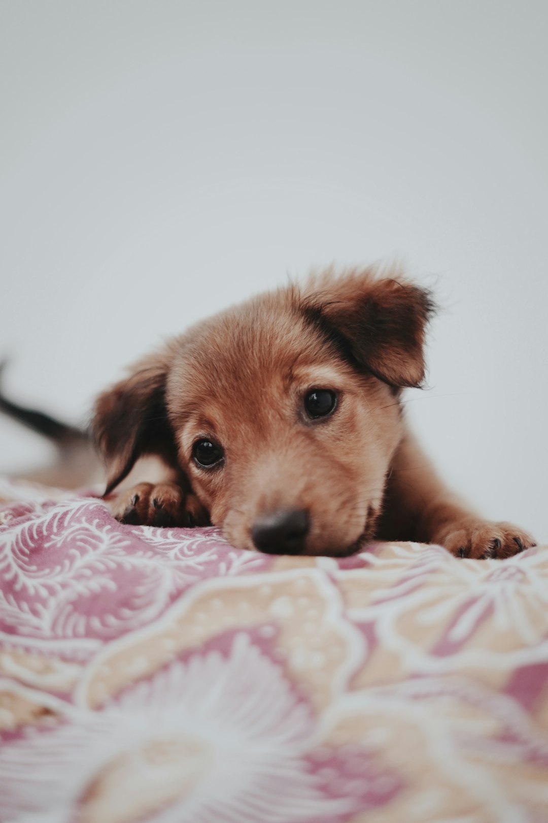 Puppy on a bed - making the lifetime commitment to a pet