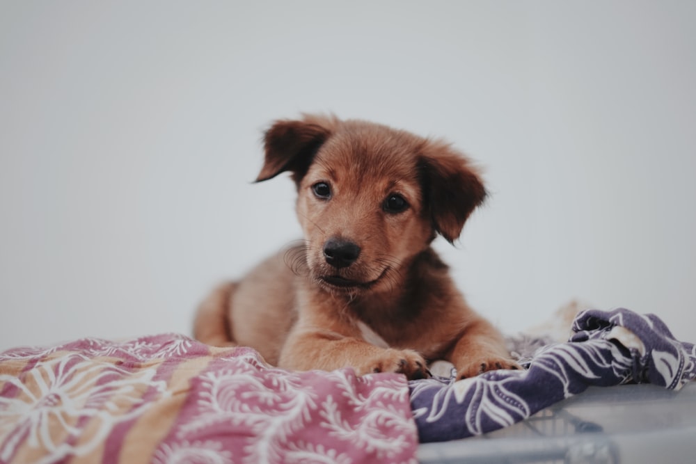 brauner kurzhaariger Hund auf weißem und rosa Textil liegend