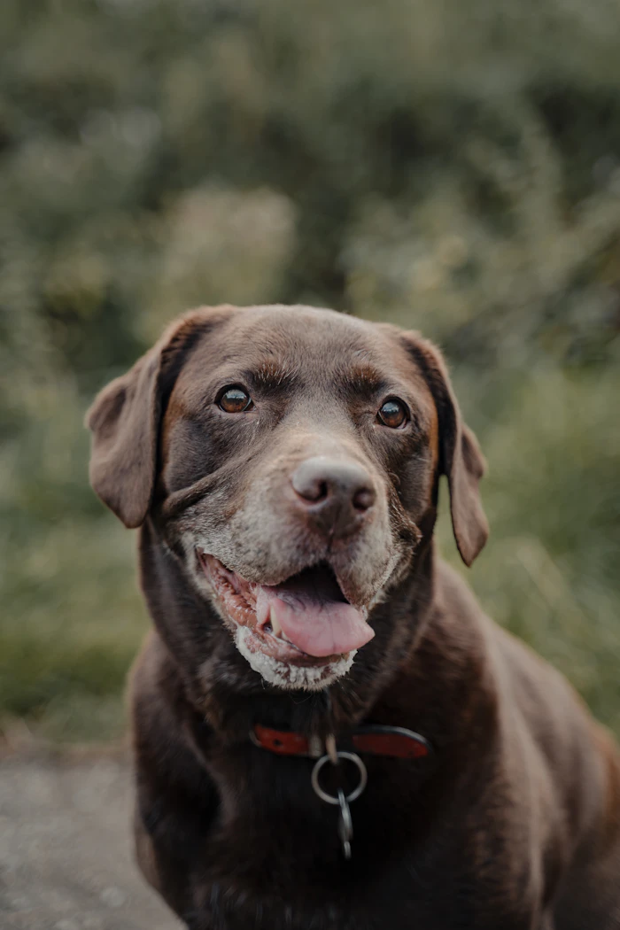 Hollis, the comfort dog