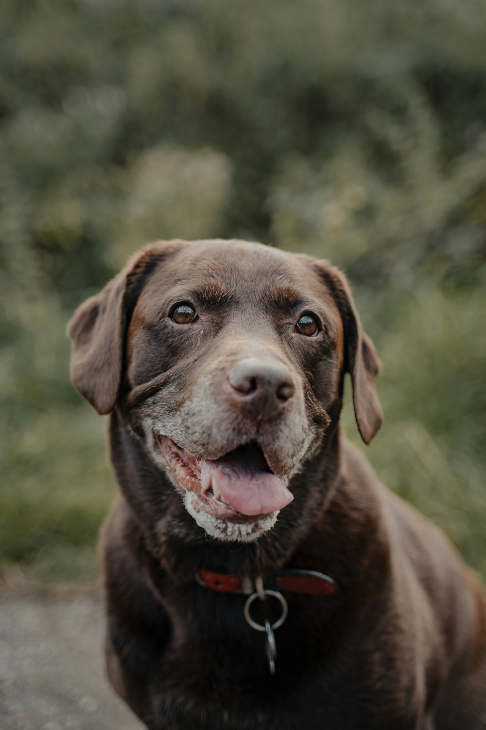 brown short coated dog on green grass field during daytime