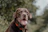 brown short coated dog with brown leash