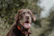 brown short coated dog with brown leash