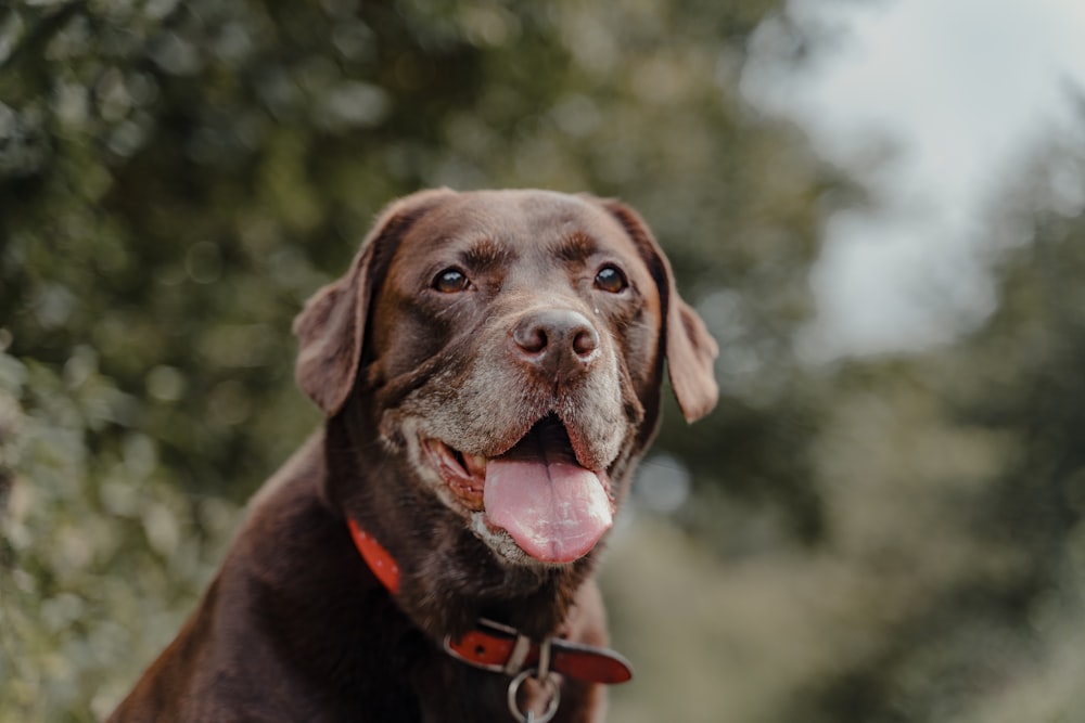 brown short coated dog with brown leash