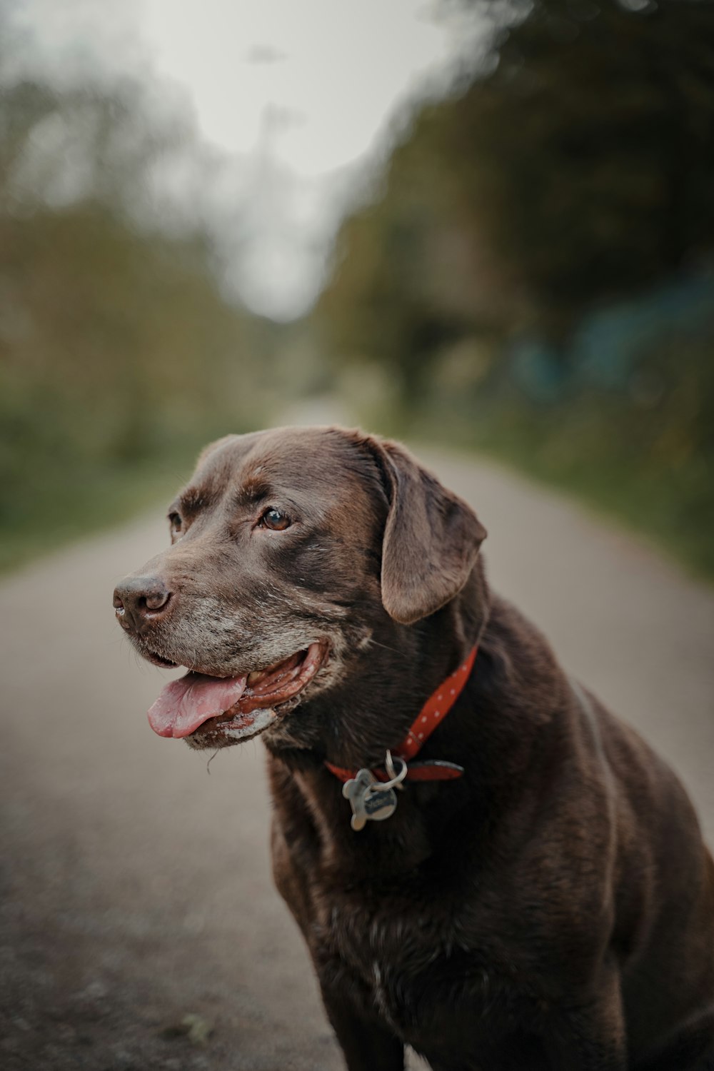 brown short coated dog in tilt shift lens