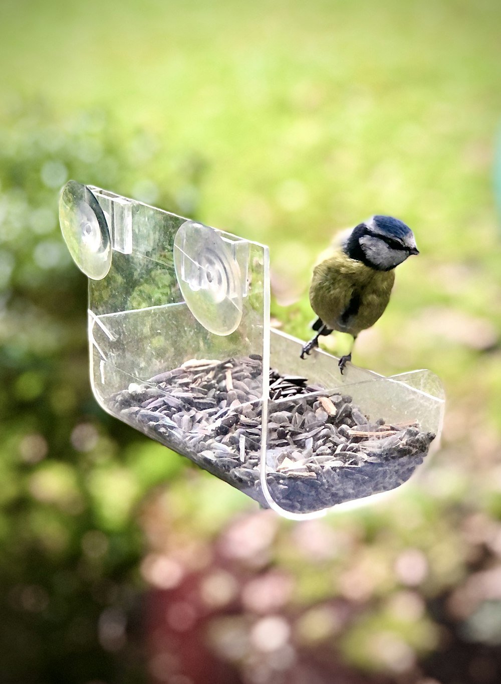blue and yellow bird on clear glass bird feeder