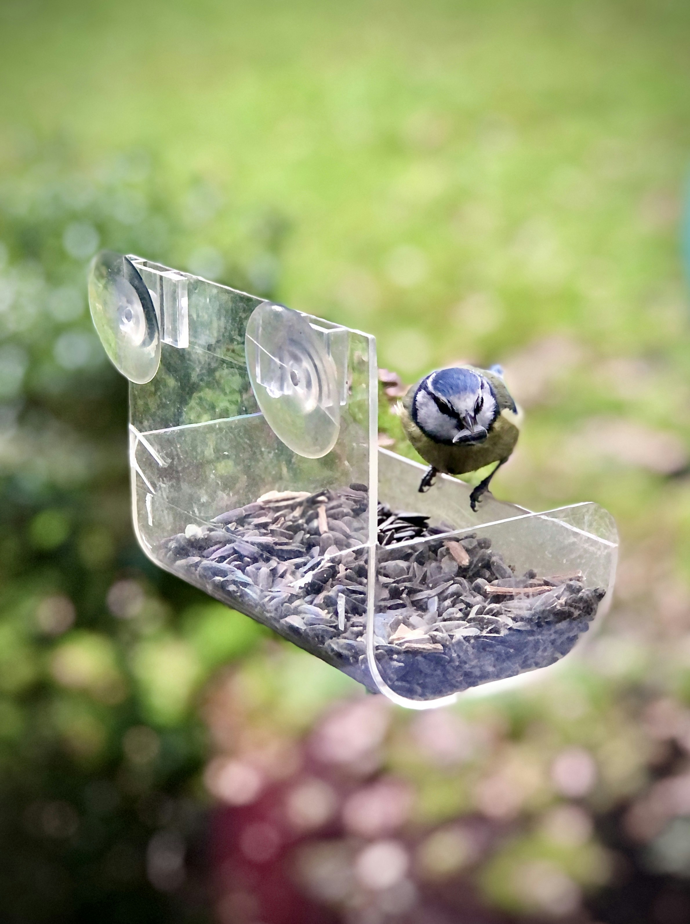 茶色の木製鳥小屋の青と白の鳥の写真 Unsplashで見つける庭の鳥の無料写真