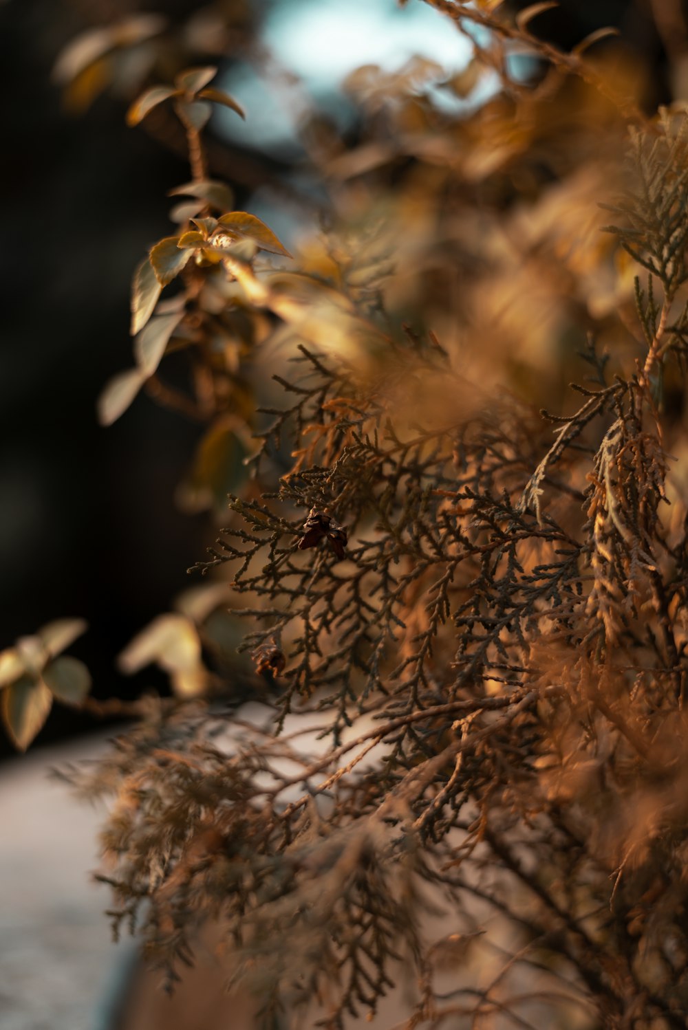 brown plant in tilt shift lens