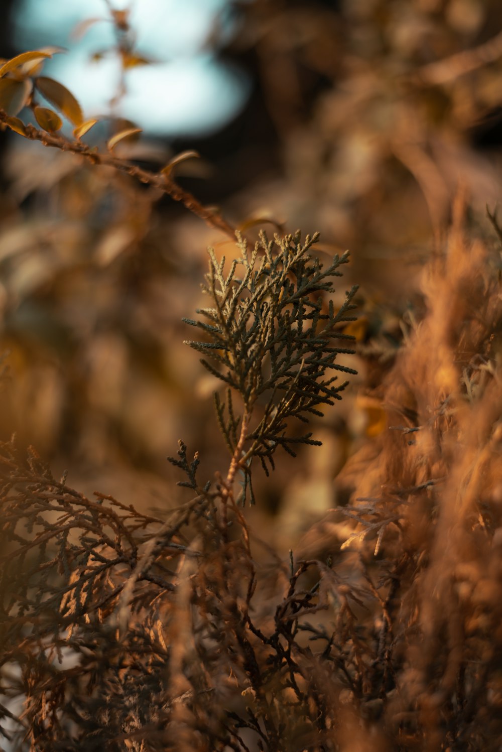pianta di grano marrone in fotografia ravvicinata