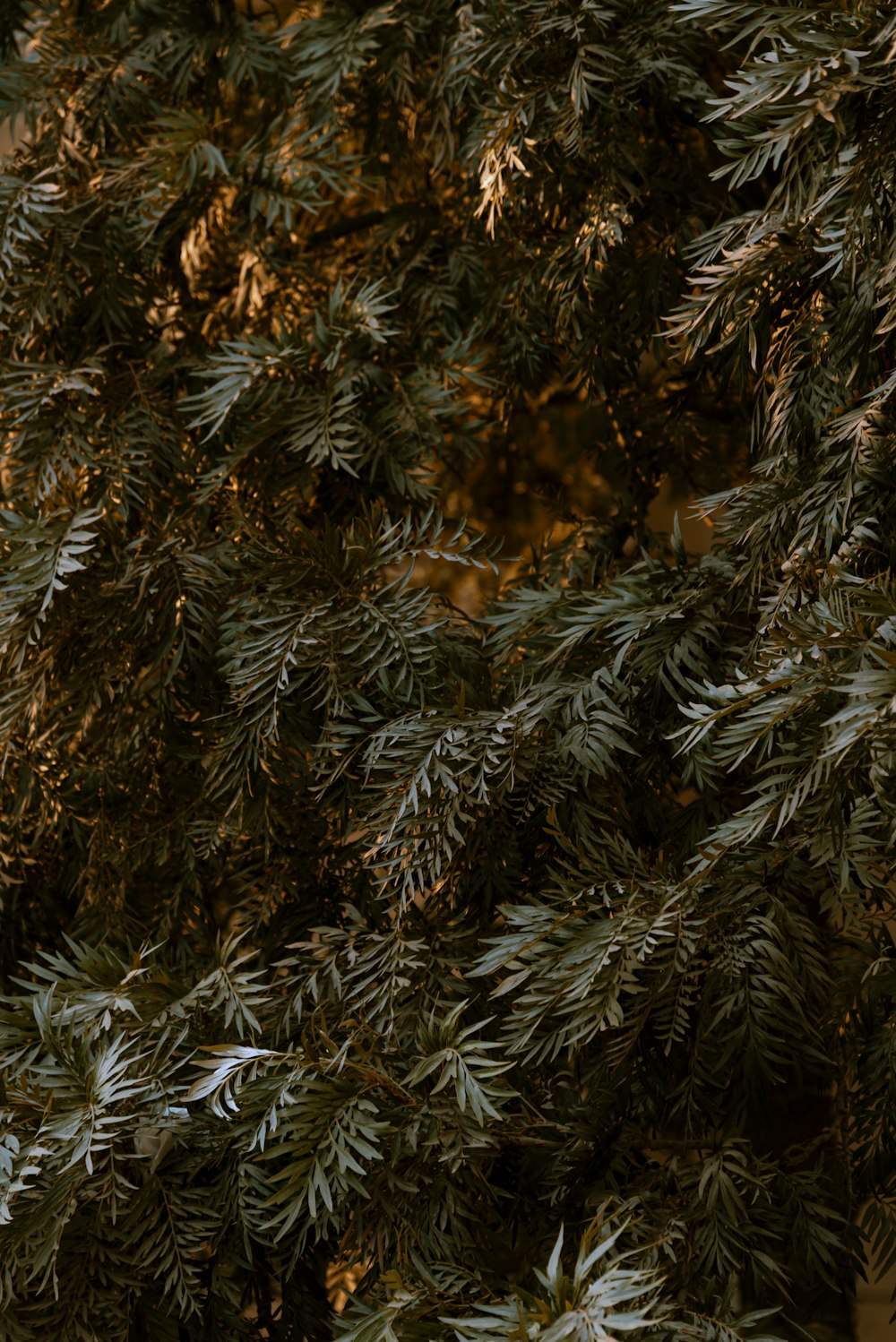 green and brown pine tree