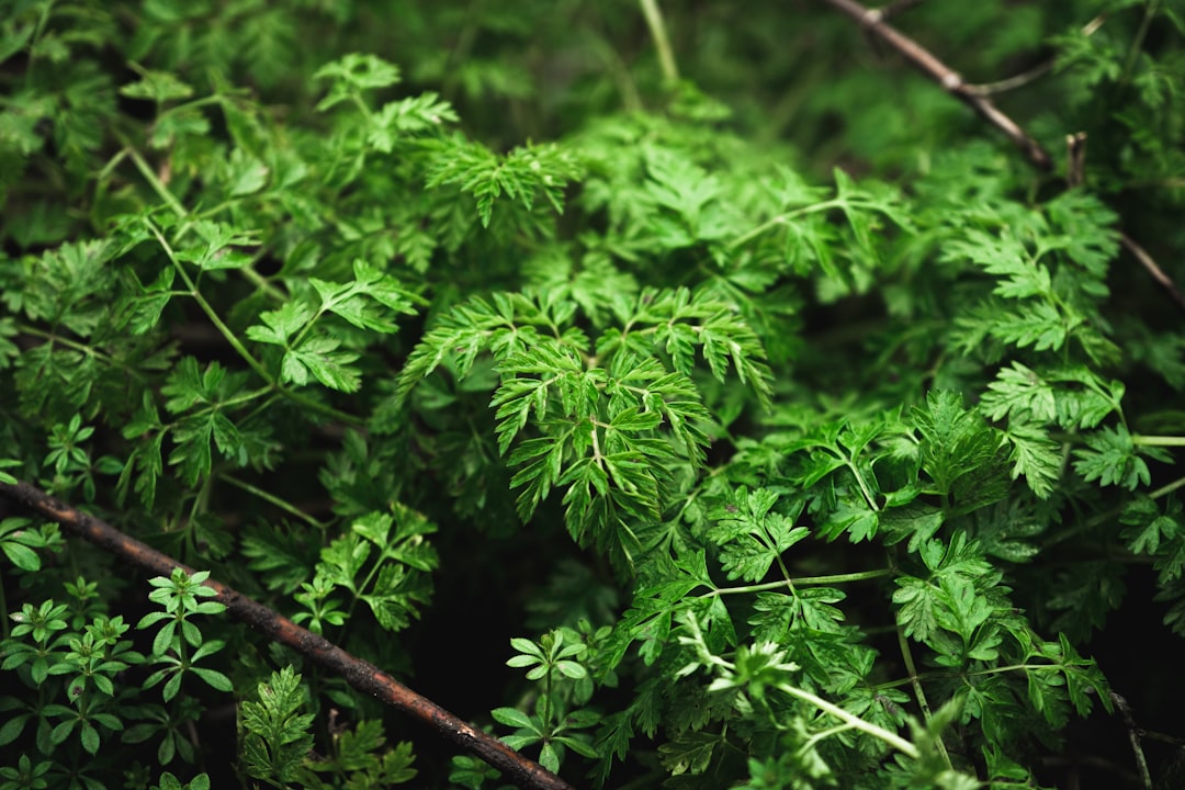 green leaves in tilt shift lens