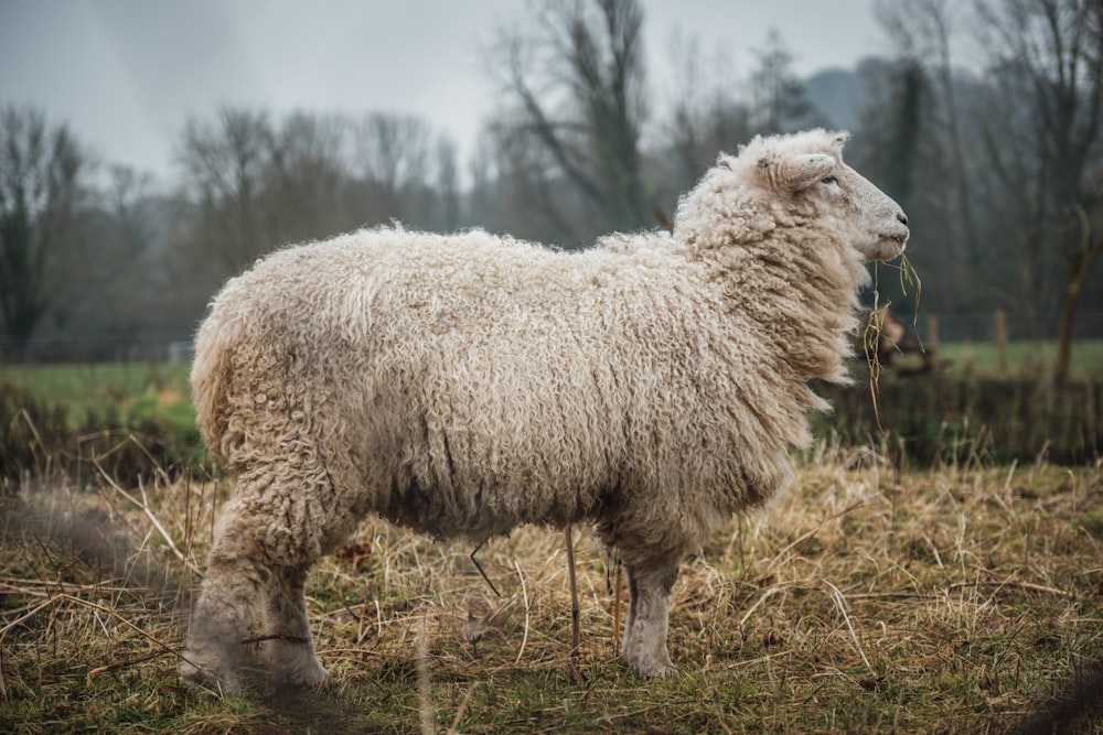 white sheep on brown grass field during daytime