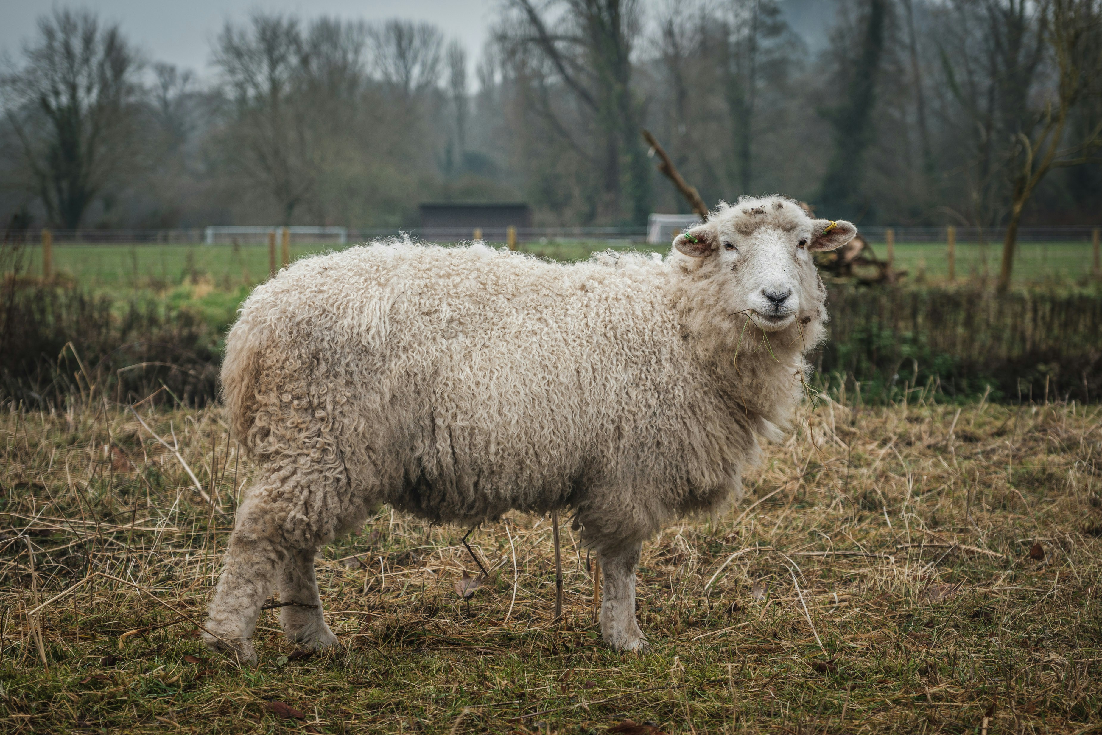 White sheep on green grass field during daytime photo – Free Animal ...