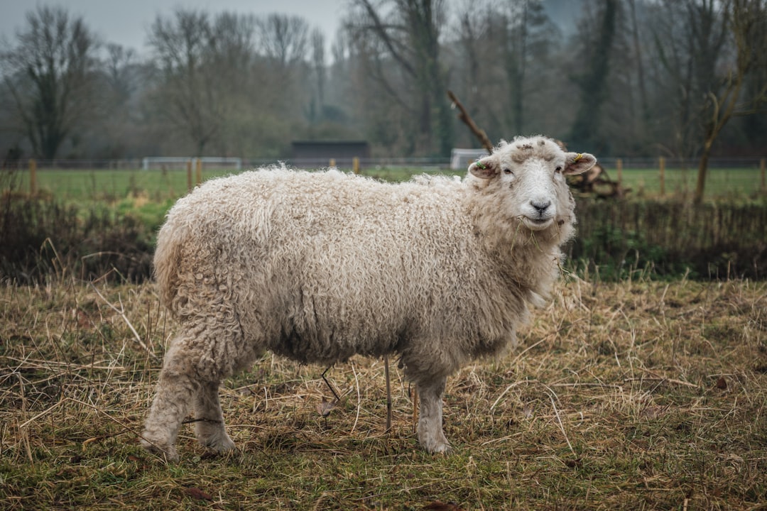 white sheep on green grass field during daytime