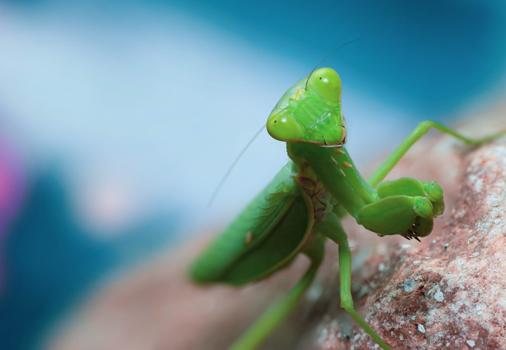 green praying mantis on brown wooden surface
