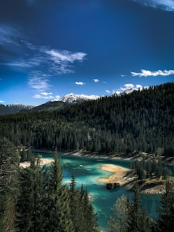 green pine trees near lake under blue sky during daytime