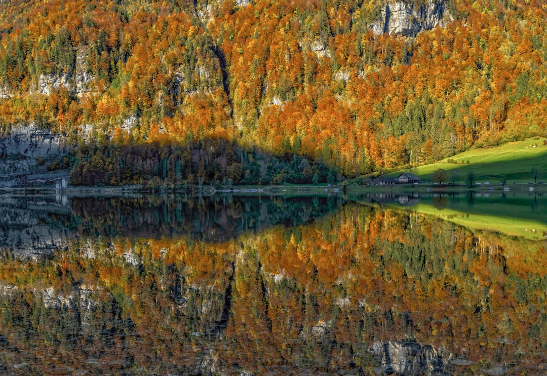 brown and green trees beside lake during daytime