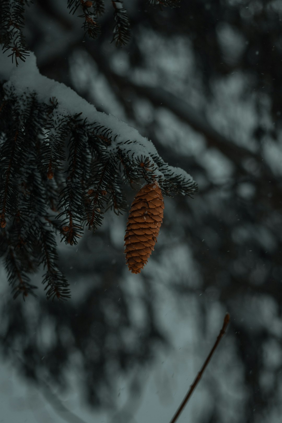 brown pine cone on snow covered tree