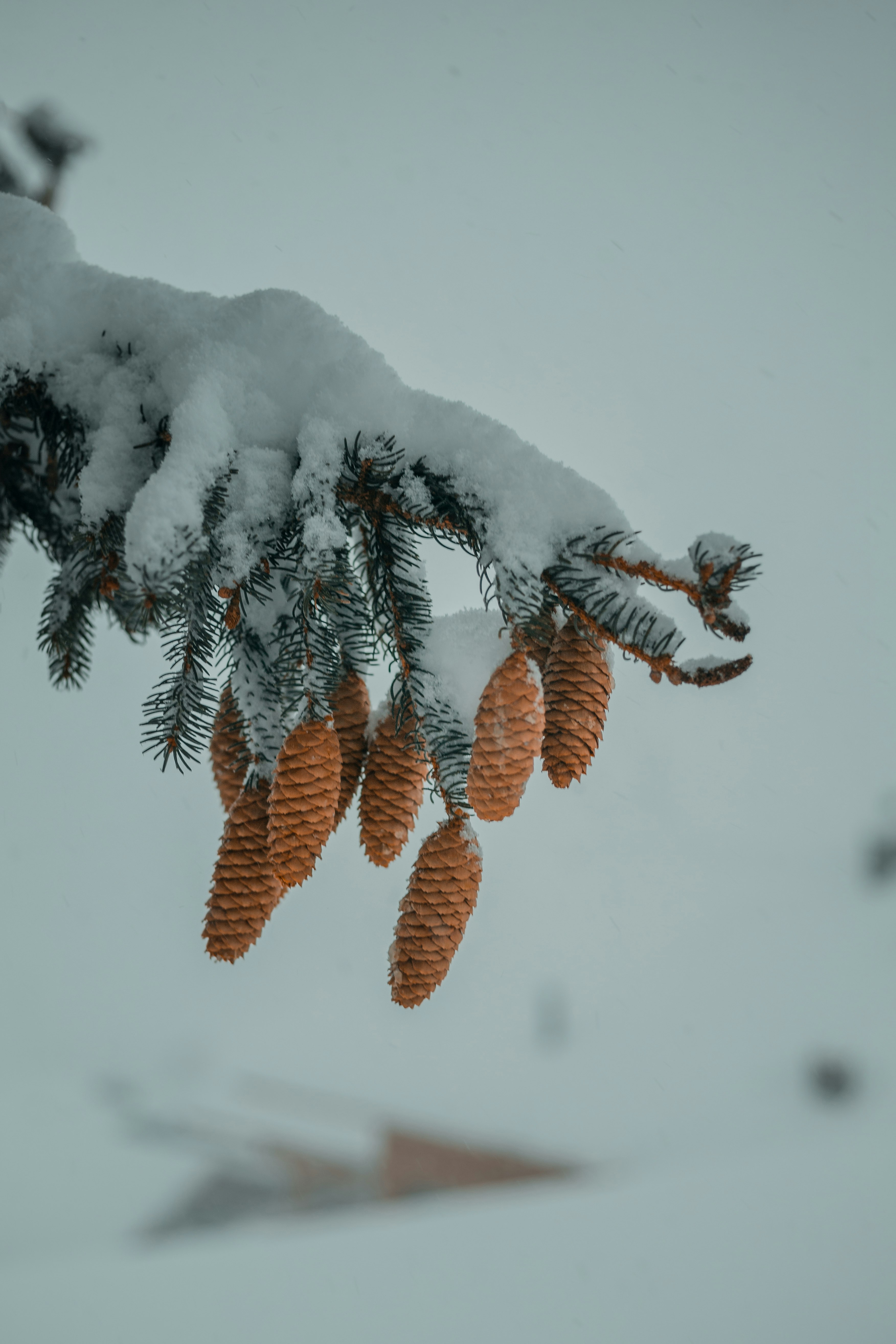 brown pine cones covered with snow