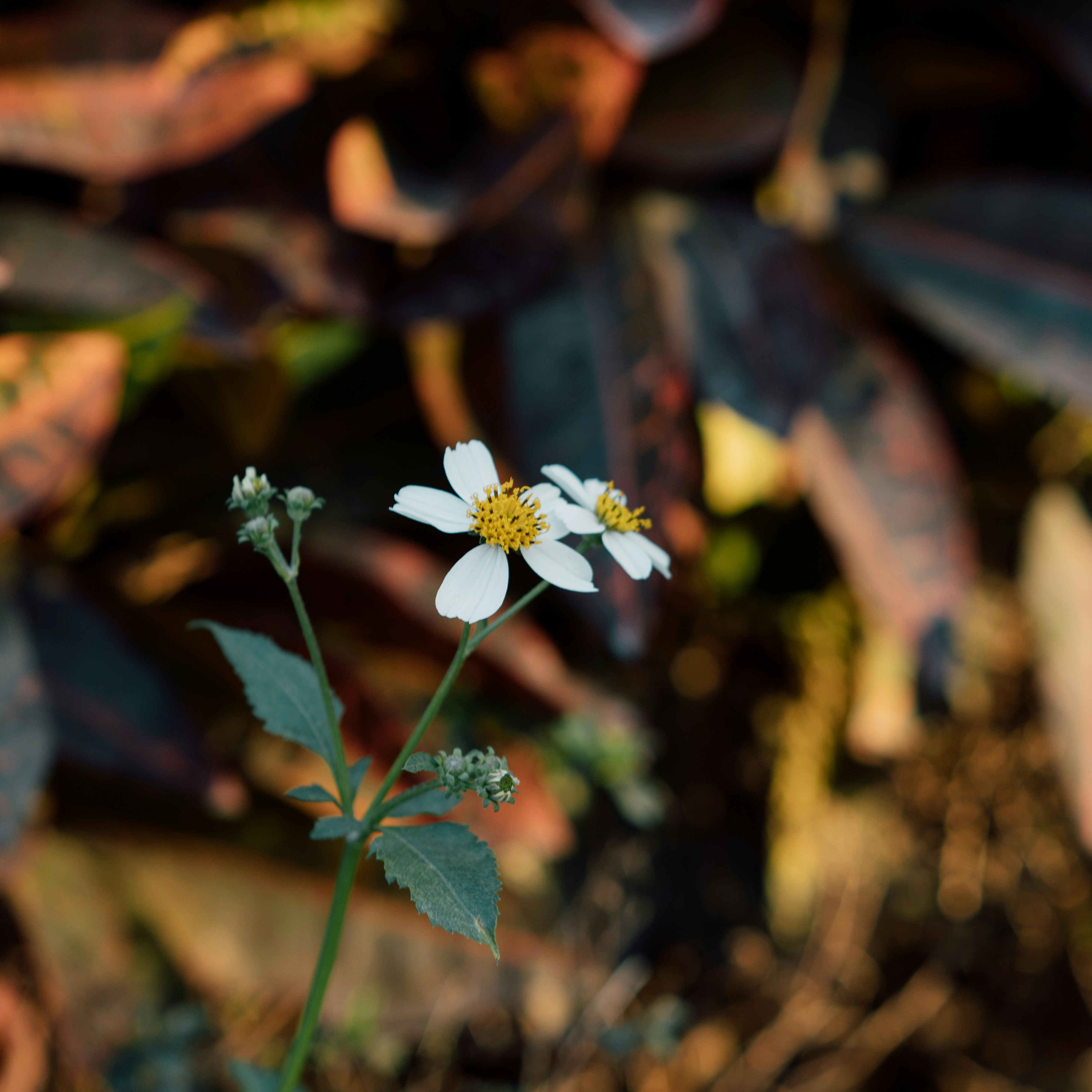 2025-08-01 - 雖然已讀不回是你的常態，但這一年多以來，我們都好像習慣了。。。只要我想，我什麼都可以text你，不論文字還是相片。而你，最多時候是回個emoji ，有文字的回覆，我已經當成bonus 。