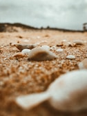 Close-up of seashells scattered on sunlit sandy beach.