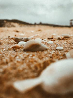 A close-up of seashells scattered across warm, sunlit sand.