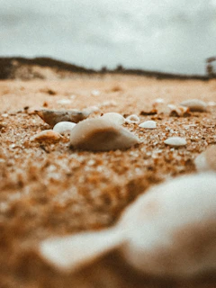 A close-up of seashells scattered across warm, sunlit sand.