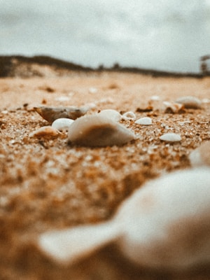 A close-up view of small seashells scattered across a sandy beach. The background is slightly blurred, suggesting a shallow depth of field. The sky appears overcast, creating a muted lighting effect.