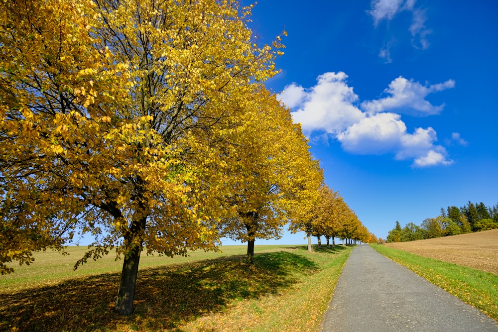 Grüne Bäume auf grünem Grasfeld unter blauem Himmel tagsüber