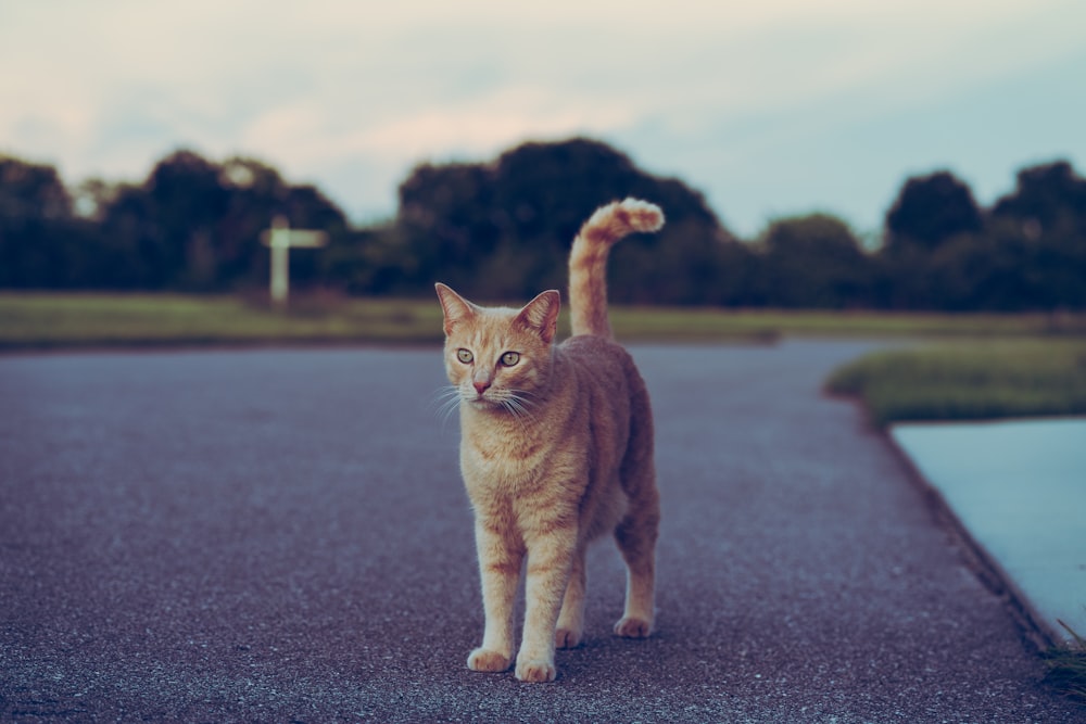orange tabby cat on gray asphalt road during daytime