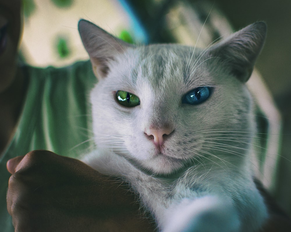 Una persona sosteniendo un gato blanco con ojos azules