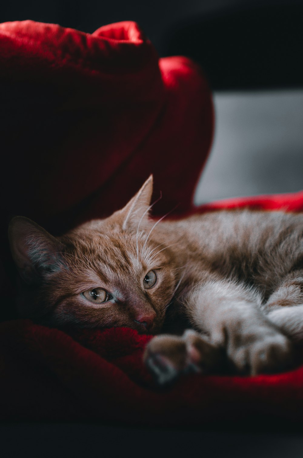 orange tabby cat lying on red textile