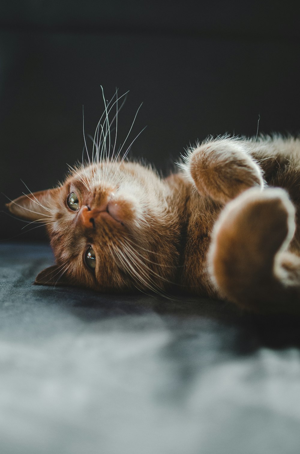 orange tabby cat lying on gray floor