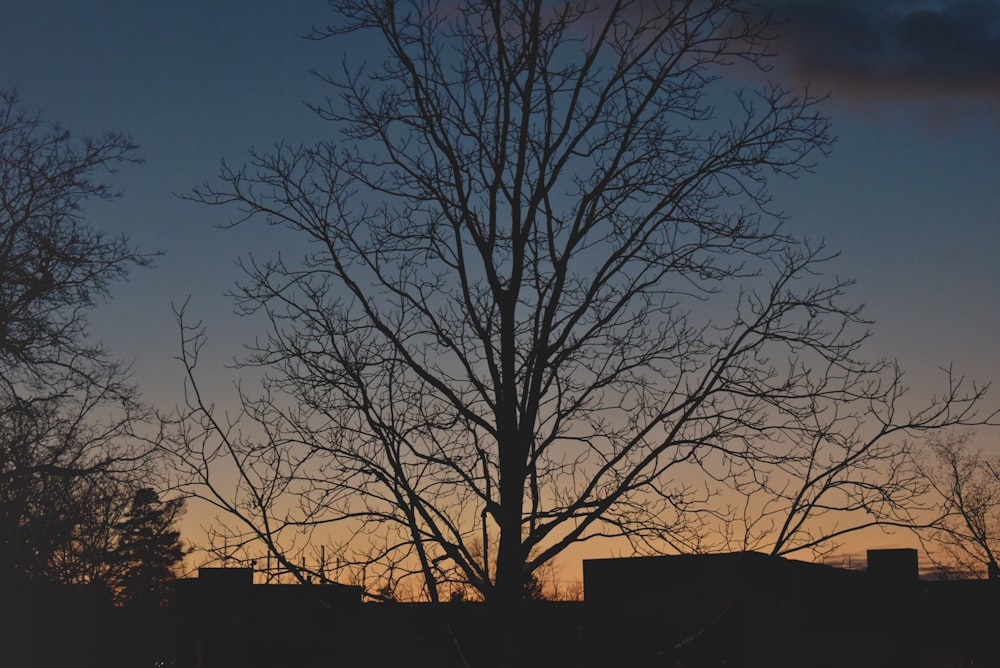 silhouette of bare trees during sunset