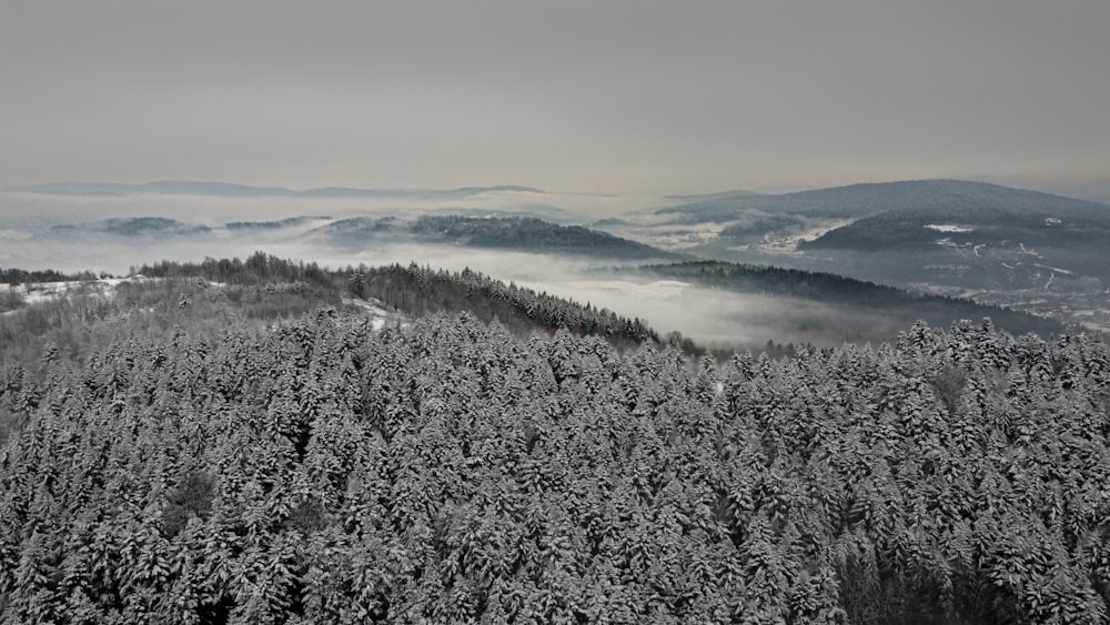 snow covered trees under white clouds during daytime