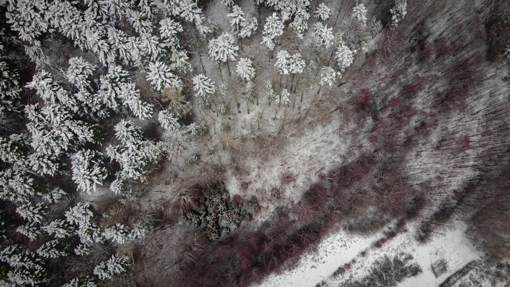 white and red floral textile