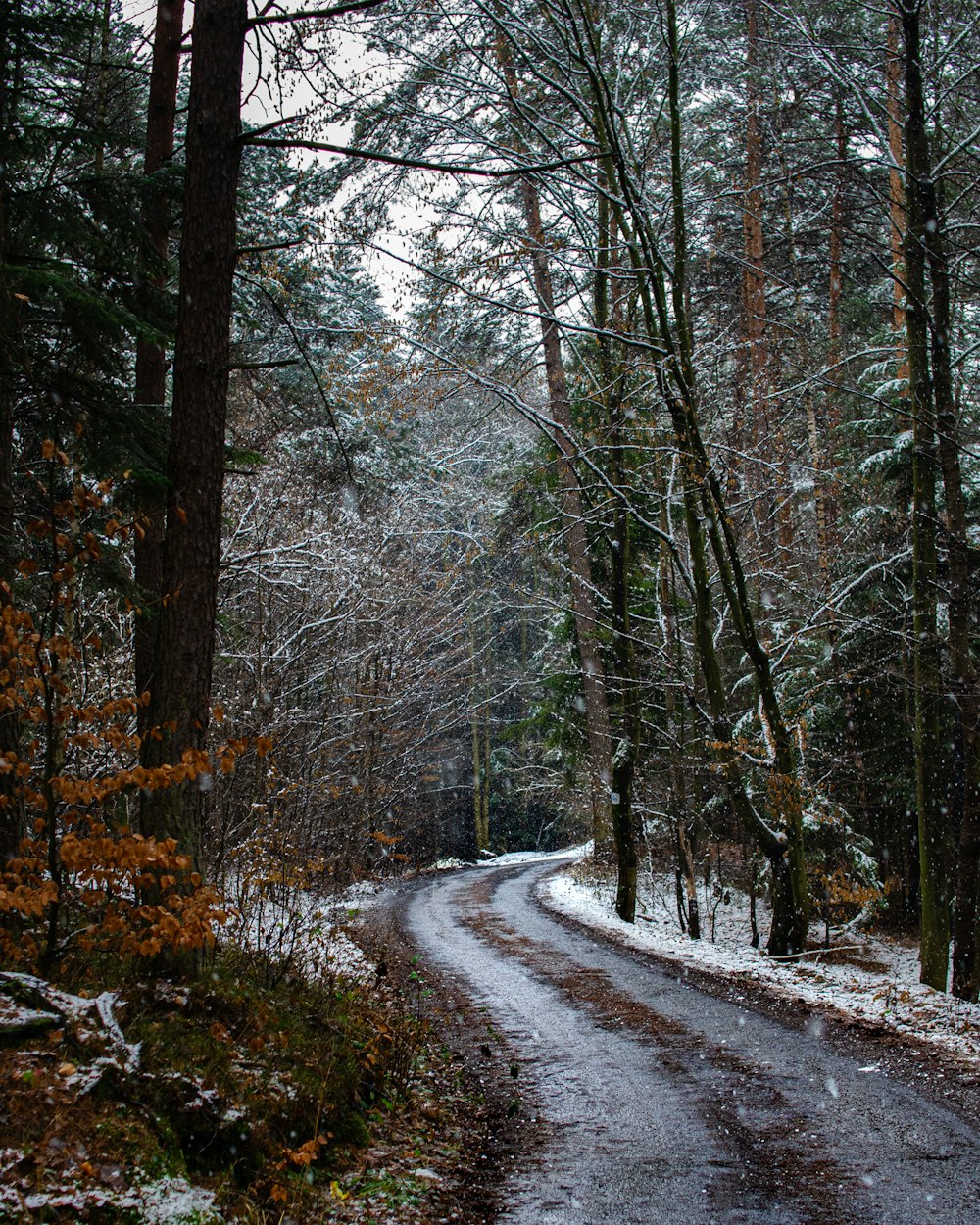 snow covered road between bare trees during daytime