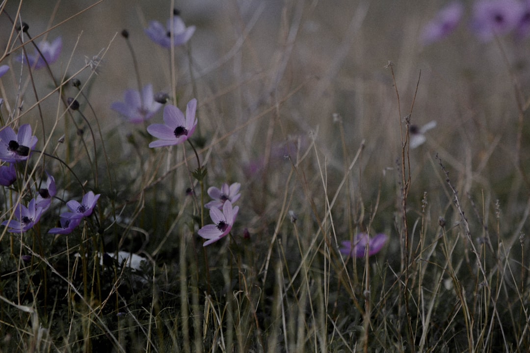 purple flower in green grass field during daytime