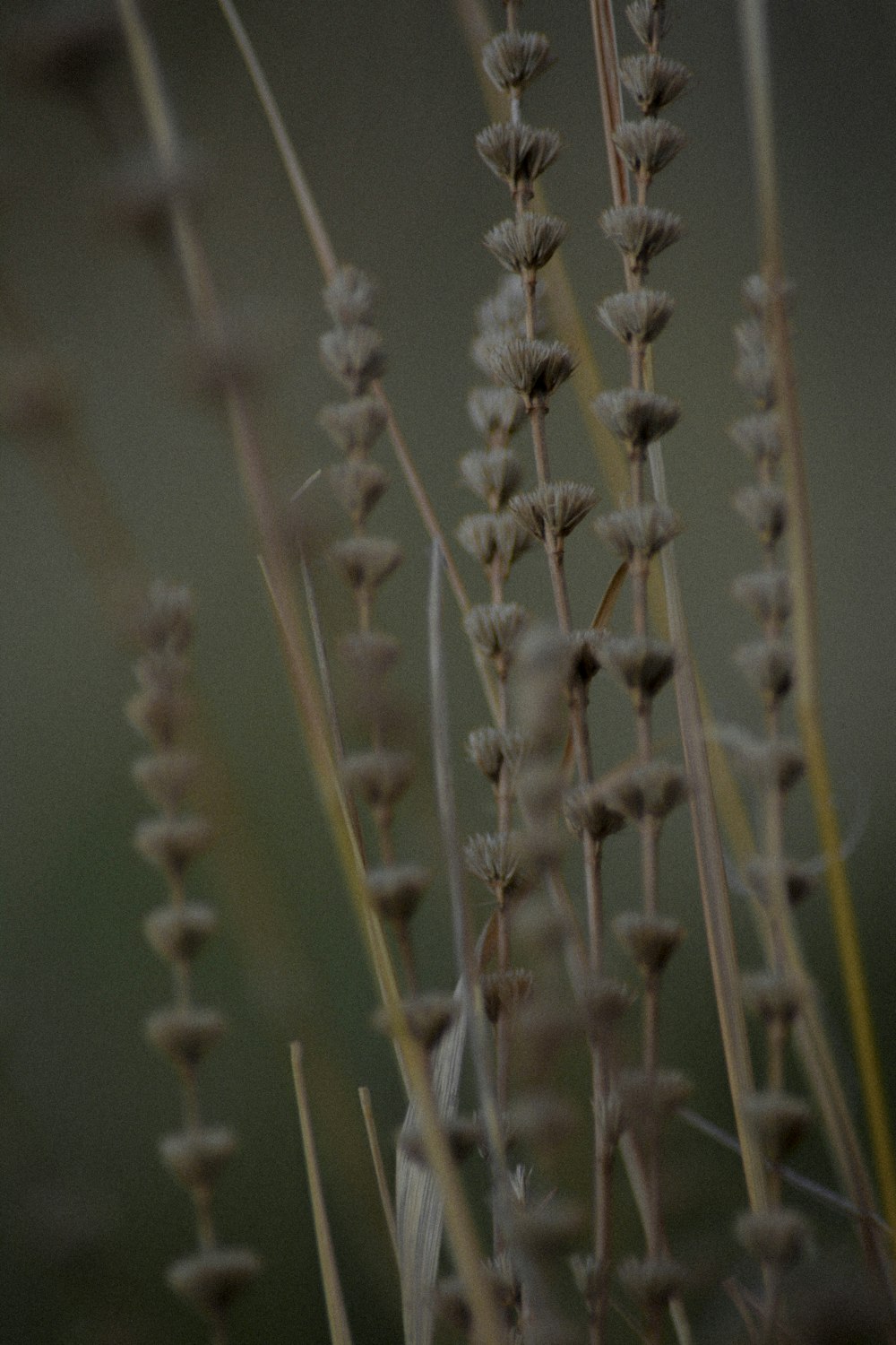 brown wheat in close up photography