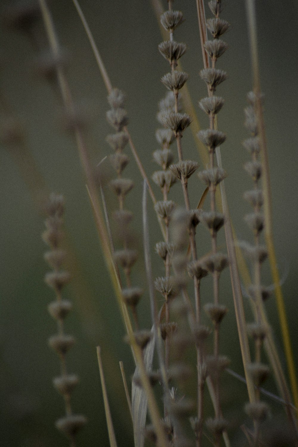 Brauner Weizen in Nahaufnahmen