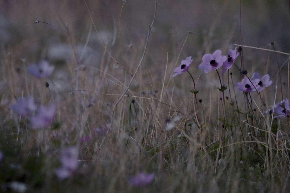 昼間の緑の草原に咲く紫色の花