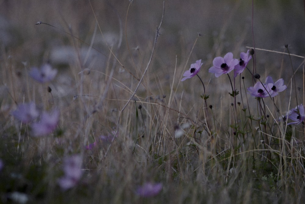 purple flower in green grass field during daytime