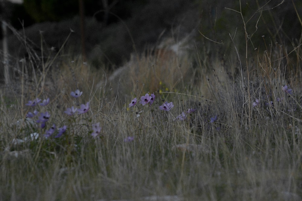 flores púrpuras en un campo de hierba marrón durante el día