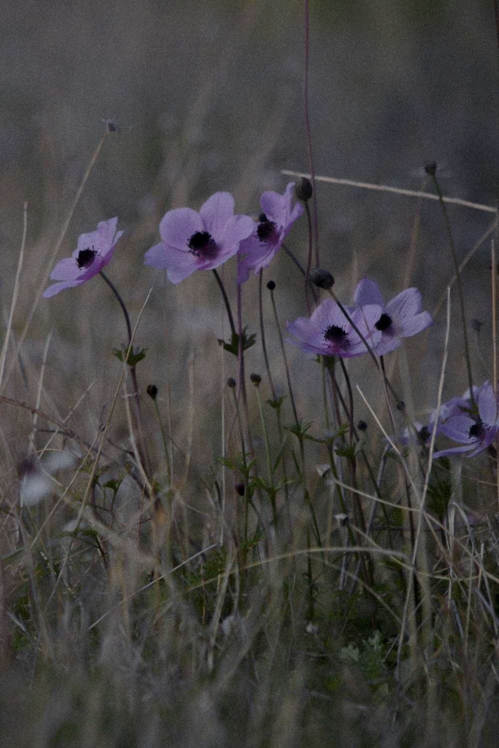 fiore viola nel campo di erba verde