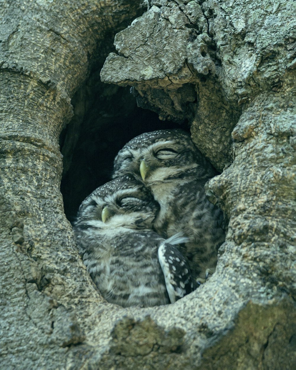 Schwarz-weiße Eule auf braunem Felsen